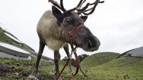 Nariz roja de reno Rudolph está vinculada con azul en ojos