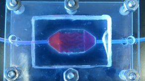 El concurso de la NASA tenía como objetivo acelerar las innovaciones en ingeniería de tejidos para beneficiar a las personas en el planeta Tierra y a los exploradores espaciales en el futuro.