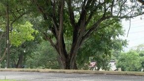 Condición de los árboles en la ciudad capital