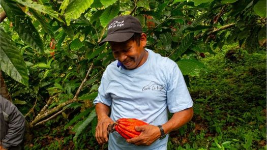 Cacao que protege la naturaleza. Cacao que protege la naturaleza.