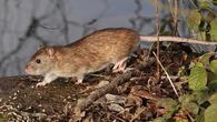 Hantavirus Andes y Choclo: diferencias. Hantavirus Andes y Choclo: diferencias.
