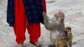 Mujer alimenta a diario a monos en templo en Nepal