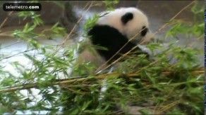 Los primeros pasos de un bebé panda