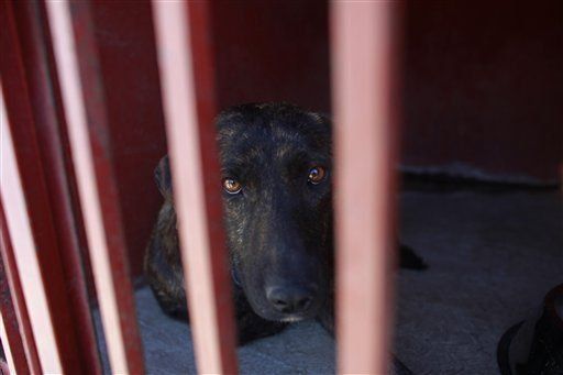 Mexicanos dudan de la hipótesis de perros asesinos