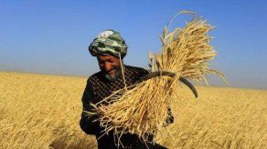 Monsanto pagará 350.000 dólares para dirimir más demandas