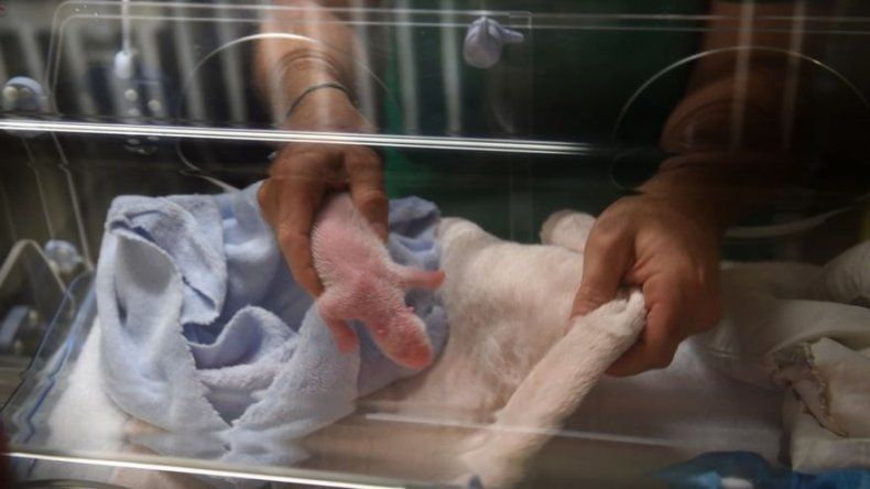 Zoológico francés lucha por mantener viva a cría de panda