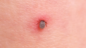 Garrapatas en humanos: ¿Qué enfermedades puede causar?