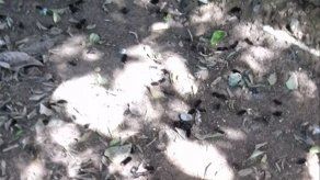 ANAM atiende denuncia sobre proliferación de orugas en Veraguas