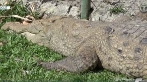 Ministerio de Ambiente y universidades estudian situación de cocodrilos.&nbsp;
