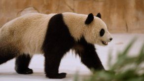China envía a Catar dos pandas