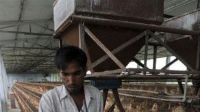 Médicos utilizan huevo para revertir alergia a éste en niños