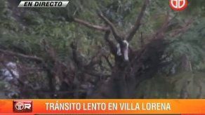 Continúan trabajos en Villa Lorena tras caída de postes y árboles