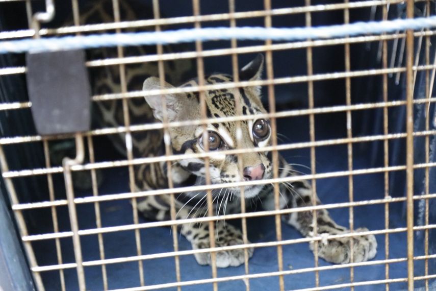 MiAmbiente pide a la población no tomar esta presunto ataque como justificación para perjudicar a estos animales.