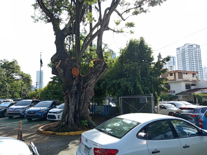 Residentes de San Francisco piden investigación por cortes de árboles