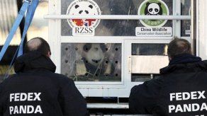 Pareja de pandas gigantes llega en vuelo de China a Escocia