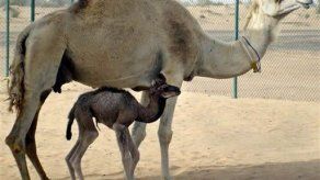 Dudan que camellos sean origen del coronavirus descubierto en humanos
