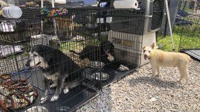 Hallan cadáveres de perros congelados en refugio de EEUU