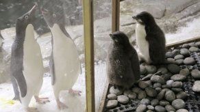 Nacen dos pingüinos de Adelia en zoológico mexicano