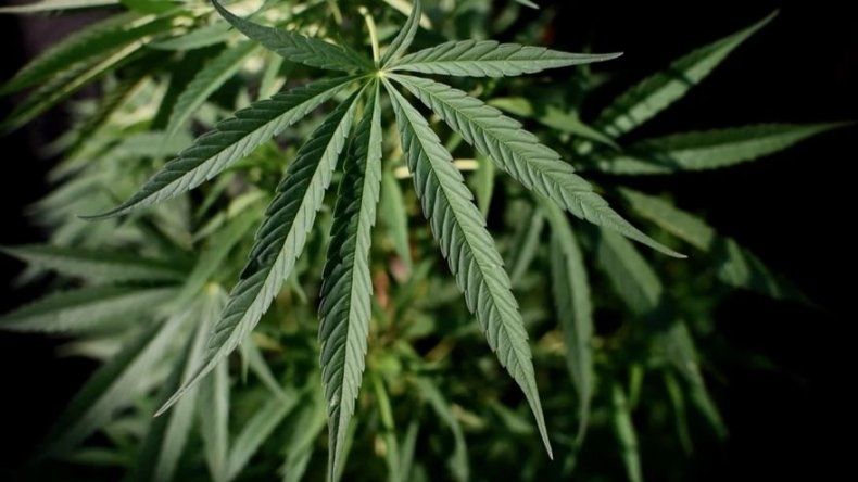 Comienzan ventas de aceite de marihuana medicinal en Paraguay