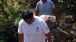 Muerte de tortuga Jorge en Galápagos no extinguió especie