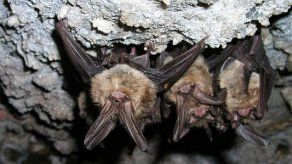 Los murciélagos vampiros amplían sus nexos sociales para sobrevivir