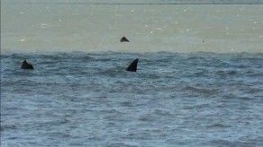 Ballenas de paso en Uruguay