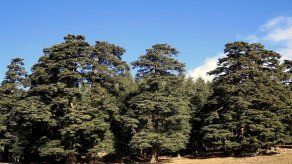 Los cedros marroquíes emigran a las cumbres por culpa del cambio climático