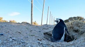 Matanza de pingüinos por construcción de camino en Argentina