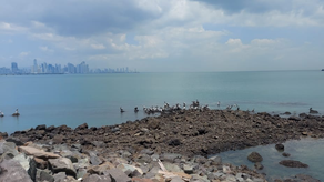 MIDA alerta sobre el riesgo de influenza aviar. MIDA alerta sobre el riesgo de influenza aviar.