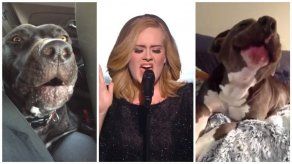 Hasta ellos se emocionan con la voz de Adele