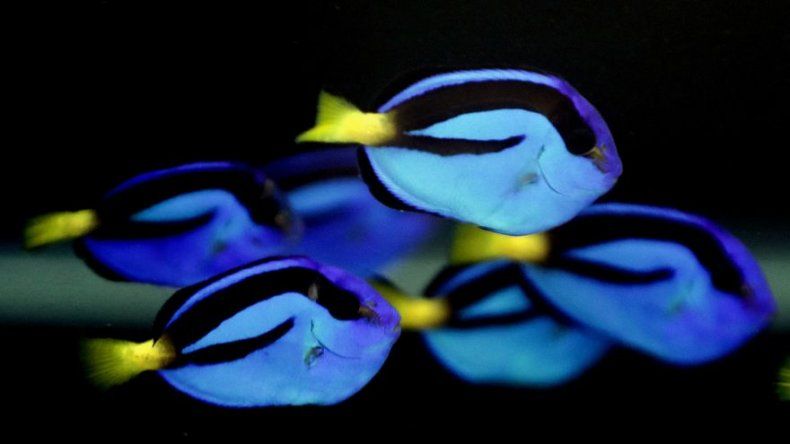 Científicos logran criar en cautiverio al pez Dory