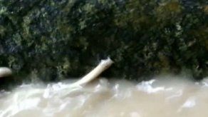 Primer documento visual de la migración del chipi chipi en un río de Bolivia