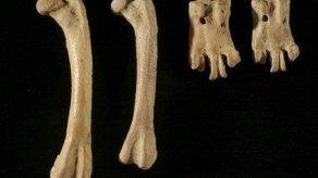 Descubren huesos de pingüino extinto en Nueva Zelanda