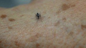 Gobierno pone FTC a disposición del Minsa por zika