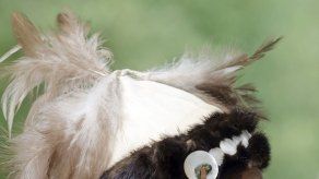 Arizona ayuda a tribus nativas a conseguir restos animales