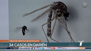 Virus de Oropouche: ¿Qué es y cómo se propaga?
