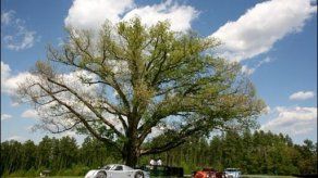 EU: ecologistas ponen fin a meses de ocupación de bosque