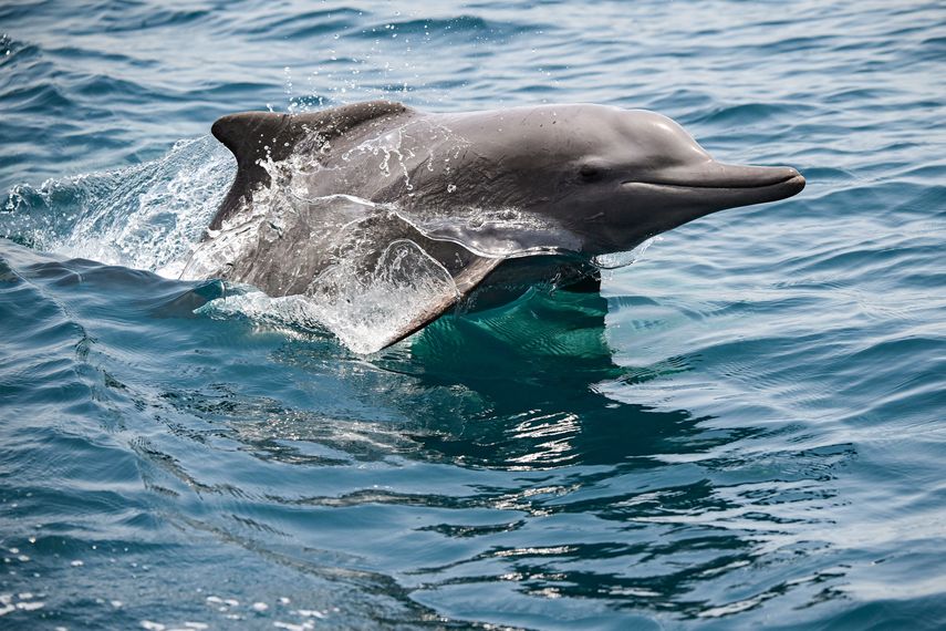 México prohíbe espectáculos con delfines y ballenas