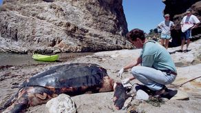 Tortuga laúd en una playa de California años atrás.