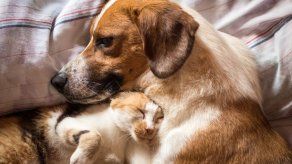Esto mejorará la alimentación de tus perros y gatos