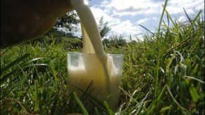 Productores americanos promoverán aumento del consumo de leche en la región