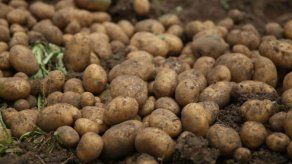 La papa tiene en el mejoramiento genético su mejor opción ante las plagas