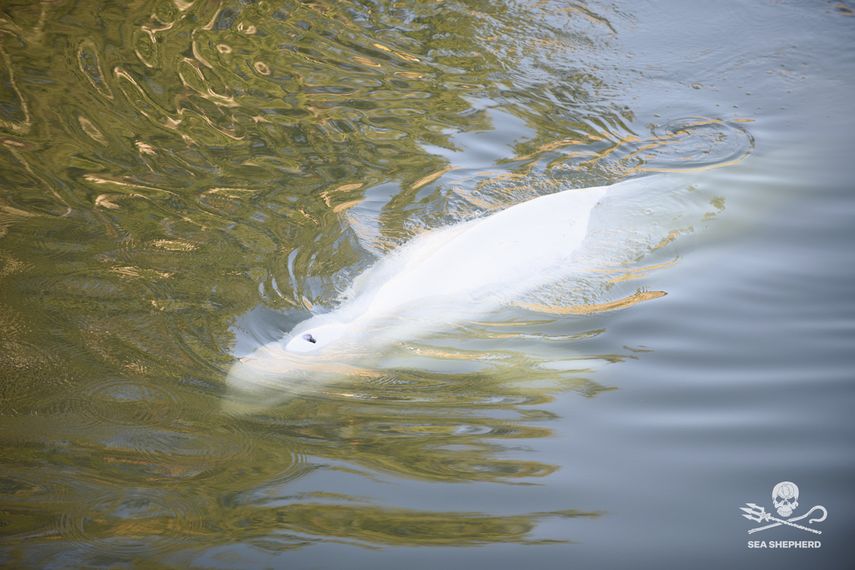 Siguen labores para rescatar a beluga varada en el río Sena