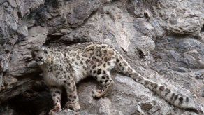 Los leopardos de las nieves llevan esperanza a región afgana
