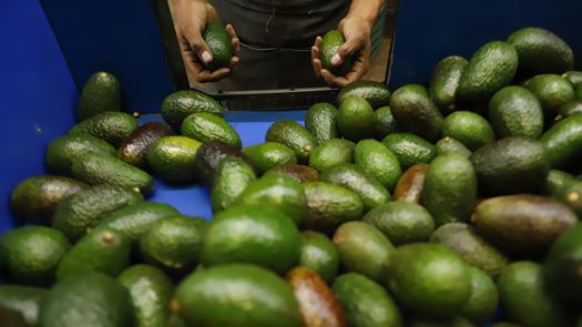 Once camiones con casi 20 toneladas de aguacates de Jalisco se alinearon el jueves en el pueblo montañoso de Zapotlán El Grande para partir hacia Estados Unidos.