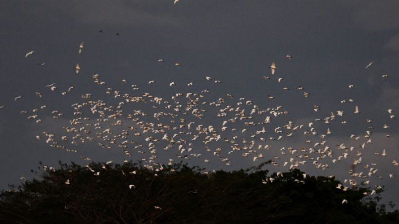 Colombia se alista para repetir como el país con mayor avistamientos de aves