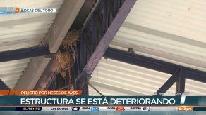 Temen a enfermedades por heces de aves en estructura deportiva de Changuinola