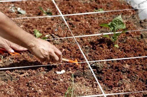 Alimentos orgánicos brotan en los tejados de una favela de Río