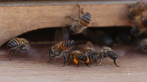 Dos personas sufren picaduras de abejas en Arraiján