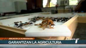 El rol de las abejas en la alimentación del planeta